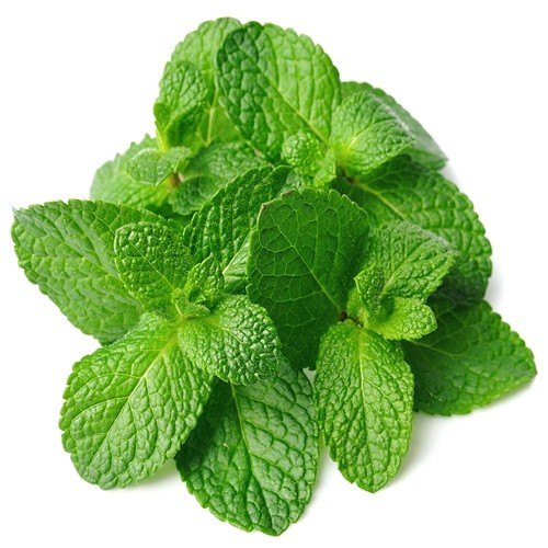 Mint Leaves / Pudina Pata (Fresh / Frozen)
