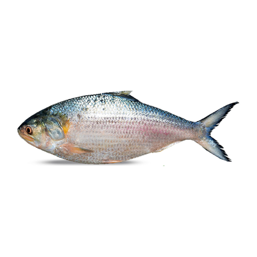 Hilsha Fish Whole 790~890gm