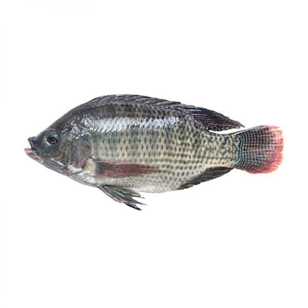Ikan:: Nila Whole (800-900gm)
