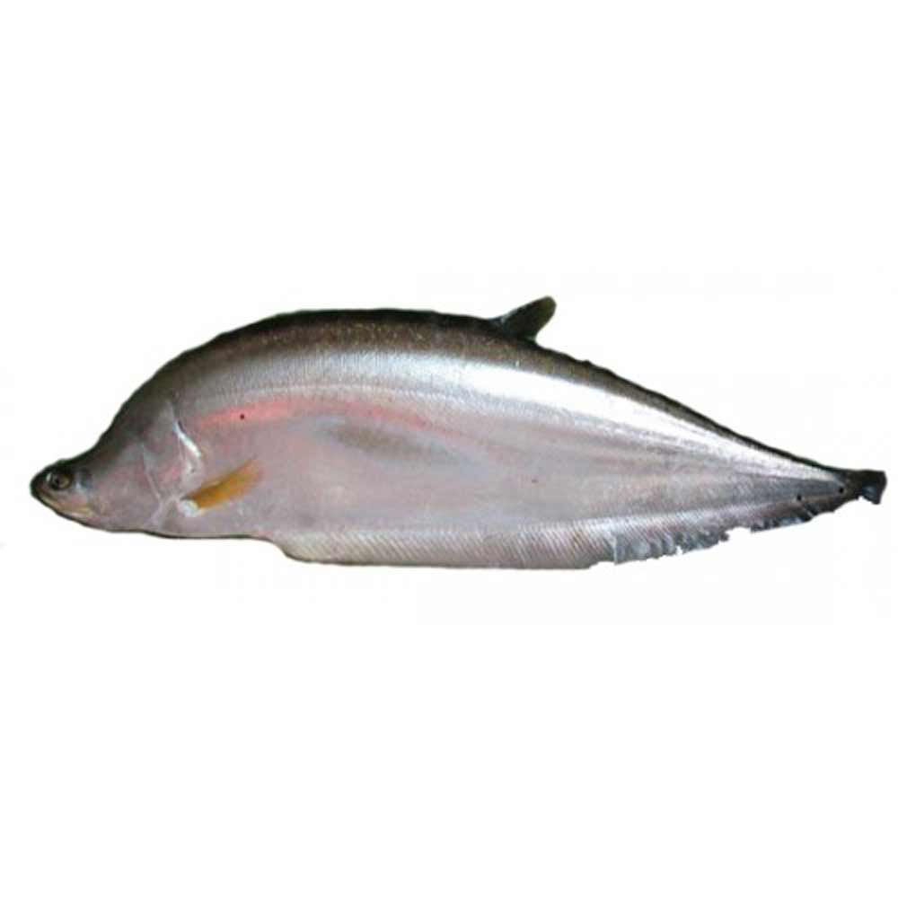 Chital Cut