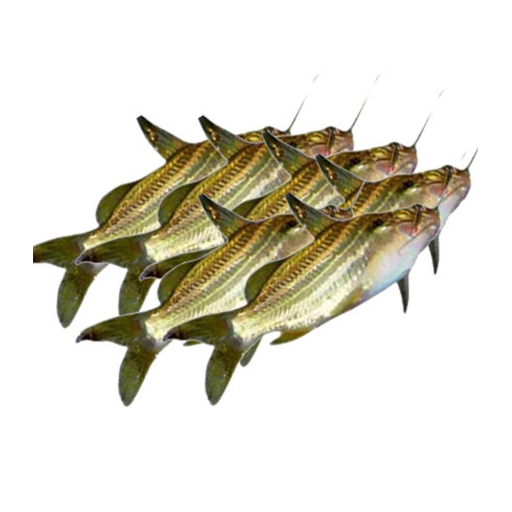 Gulsha (Cleaned)(Big Size) 400gm