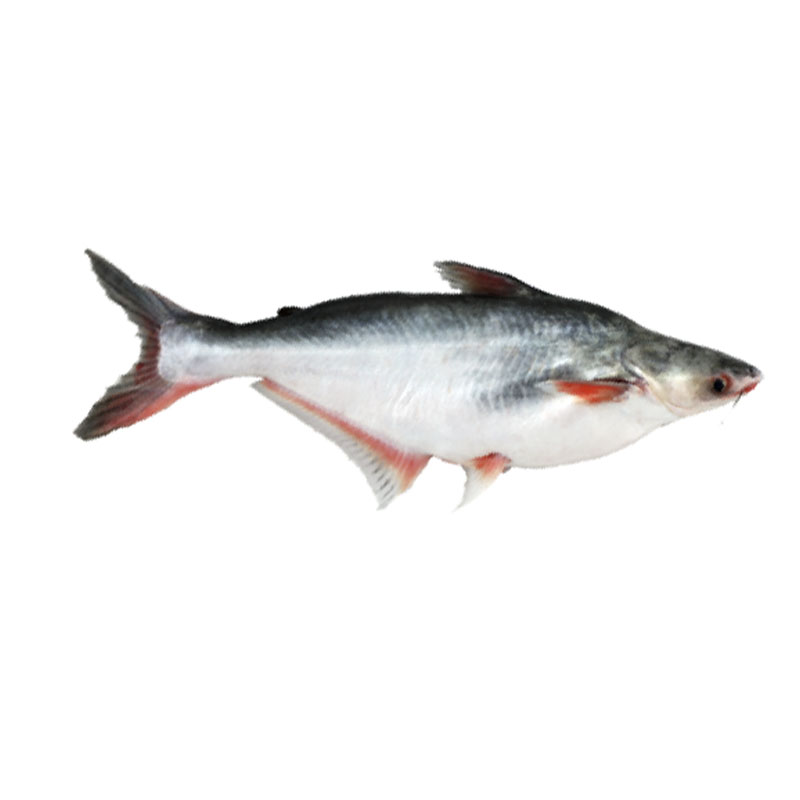Pangash Cut (Bangladesh)