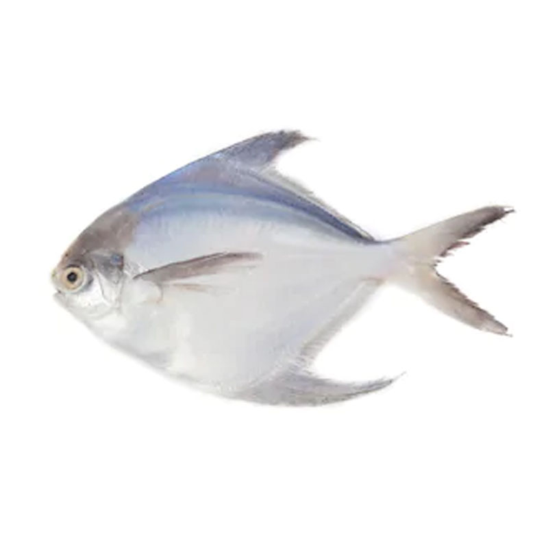 Rupchanda Fish / Silver Pomfret (Large Size)(3-6pcs)