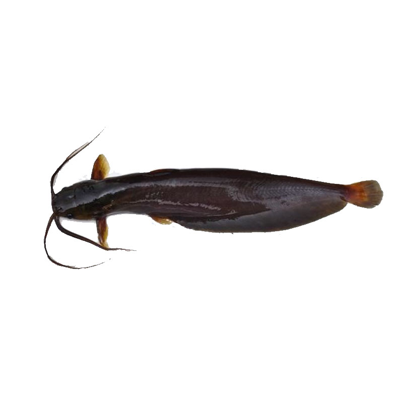 Shing (Small-Medium) (Cleaned) 300gm