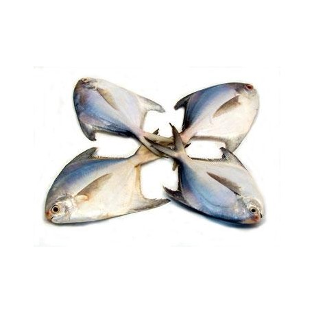 Rupchanda / Silver Pomfret  (7-10pcs)